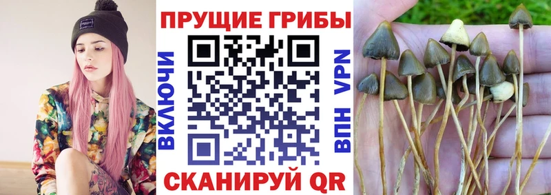 Псилоцибиновые грибы Psilocybine cubensis  закладка  Чадан 